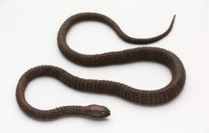  A brown snake with darker patterns lies in gentle curves against a plain, light-colored background, appearing relaxed and nonthreatening.