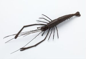  A sculpture of a dark brown crustacean-like creature with elongated antennae and fine, spindly appendages, set against a solid neutral background, displaying a detailed and realistic form.