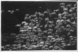  Monochromatic etching titled "Sauebilde" by Hanne Borchgrevink, on paper featuring a densely packed flock of sheep in various shades of gray against a stark black background, capturing a rustic and patterned texture of the animals with no distinct individual details.