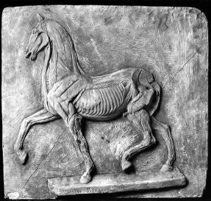  Black and white image of a bas-relief sculpture titled "Study of a Horse" by artist Jens Munthe Svendsen. The monochromatic plaster work features the detailed, anatomical musculature of a horse in profile, with pronounced muscles and raised front leg, suggestive of movement. The horse appears as a highly textured figure against a flat background, emphasizing its anatomical structure.