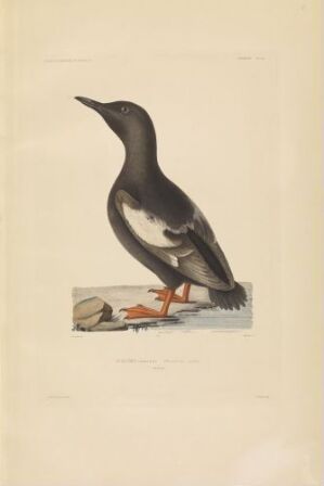  "Lomvi" by L Massard, a hand-colored lithograph on paper depicting a Guillemot bird with black and white plumage standing on a rocky outcrop. The bird faces to the right, showing a stark contrast between its dark back and white belly, with bright orange-red webbed feet, on an off-white background.