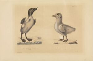  A hand-colored lithograph on paper by Louis Bevalet featuring two young birds side by side, with a young penguin on the left and a young seagull on the right. The artwork, titled "Pingouin jeune; Goéland jeune," showcases both birds in soft shades of white and gray, standing on flat rock surfaces. The penguin appears upright with wings slightly extended, while the seagull balances on one leg, holding an object in its be
