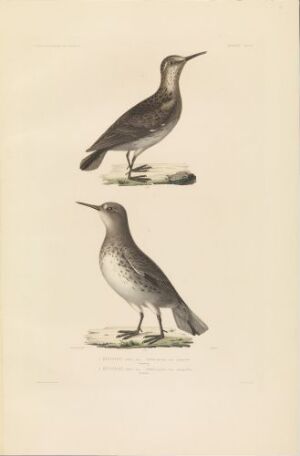  "Bekkasin i sommer- og vinterdrakt," a hand-colored lithograph on paper by L. Bevalet fils, displaying two snipes in summer and winter plumage, standing in profile on a beige background, illustrating the differences in their feather patterns and colors corresponding to seasonal changes.