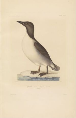  "Pingvin i sommerdrakt" by Guyard - a hand-colored lithograph on paper displaying a realistic penguin standing upright on a small ice floe floating in blue water, with a creamy white belly and a bluish-gray back, against a cream-colored background.