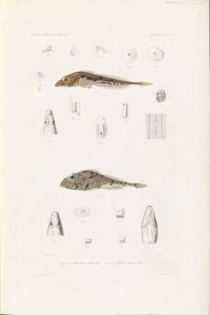  A scientific lithograph illustration by Victor, "Triglops pingelii; Icelus hamatus", showing two species of fish in profile view with detailed separate illustrations of their various anatomical parts, rendered in subtle shades of brown and beige on a cream-colored paper.