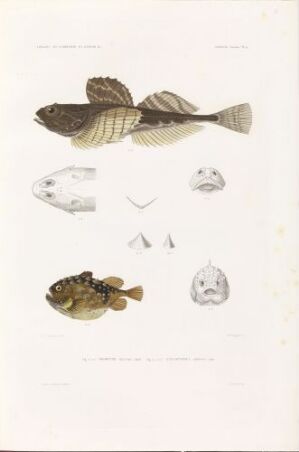  A hand-colored lithograph on paper by C.L. Petersen titled "Phobetor tricuspis; Cyclopterus spinosus," featuring two detailed illustrations of fish with muted brown, ochre, and gray colors, along with anatomical studies of their heads and fins on a white background.