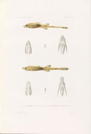  Hand-colored lithograph on paper titled "Aspidophorus decagonus; Aspidophorus spinosissimus" by C. Thornam, depicting two species of fish in tones of green, yellow, and brown with separated fin illustrations on the side, presented on a pale off-white background.