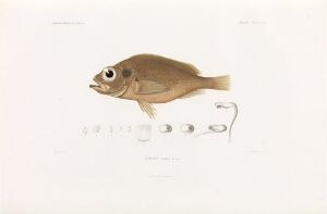  "Sebastes viviparus," a hand-colored lithograph by Annedouche depicting a side view of a sandy brown Sebastes viviparus fish, centered on an off-white background, with a series of four smaller images showing its developmental stages below it. The main fish is detailed with a noticeably round eye with a gold ring, speckled