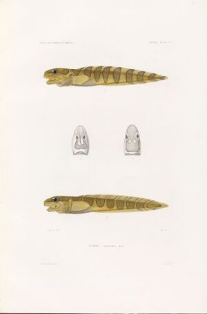  Hand-colored lithograph on paper by Visto titled "Lycodes perspicillum," featuring two detailed illustrations of an eel-like fish with mottled olive green and yellow patterns, and dorsal and ventral views of its head, on an off-white background.