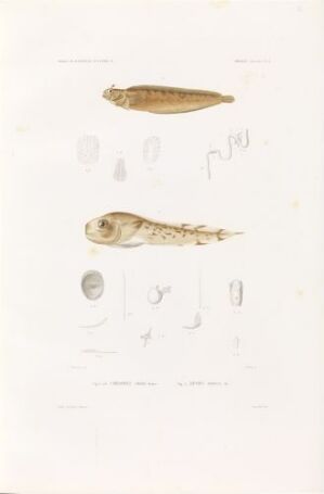  Hand-colored lithograph on paper by Thomas J., titled "Carelophus strömii; Liparis fabricii," with two fish species illustrated, one in profile and one from below, along with detailed anatomical drawings of fish parts, rendered in a realistic style with a color palette of beige, tan, and pale yellow on an off-white background.