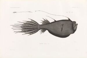  "Ceratias holbölli" by Mougeot – a hand-colored lithograph on paper depicting a detailed grayscale illustration of a Humpback anglerfish with a prominent lure, broad pectoral fins, and trailing filaments, set against a pale, blank background.