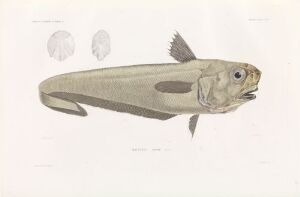  "Macrurus strömii," a hand-colored lithograph by artist Annedouche, depicting a detailed illustration of a beige and brown fish with supplementary magnified anatomical details on a light off-white background.