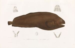  Hand-colored lithograph titled "Anarhicas denticulatus; Anarhicas lupus" by Visto showcasing a detailed, brown-hued fish in side profile with additional anatomical sketches above and below on an off-white background.