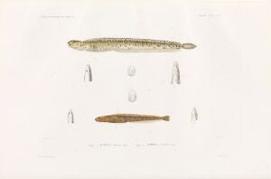  A hand-colored lithograph on paper by an unknown artist, presenting two slender fish species, "Lumpenus fabricii," at the center top in greenish-brown with darker spots, and "Lumpenus aculeatus," below in a muted tan with fine speckling, along with detailed anatomical illustrations set against a cream-white background. The art piece is titled "Lumpenus fabricii; Lumpenus aculeatus."