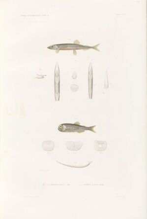  Hand-colored lithograph on paper titled "Mallotus arcticus; Scopelus glacialis" by an unknown artist, featuring detailed illustrations of two types of Arctic fish in yellow-olive tones with separate depictions of their fins and scales on an off-white background.