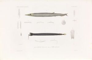  Hand-colored lithograph on paper titled "Paralepis borealis; stomias ferox" by Clergé, depicting two species of fish in great detail with a light background. The top fish is slender with a silvery body and delicate fins, while the bottom fish is a side profile in dark colors with long, thin fins. Additional illustrations detail individual parts of the fish anatomy.