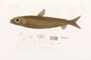 
 "Acantholepis" - a hand-colored lithograph on paper by artist Coutelos, depicting a naturalistic illustration of a fish in muted tan and olive tones with detailed anatomical sketches on a white background.