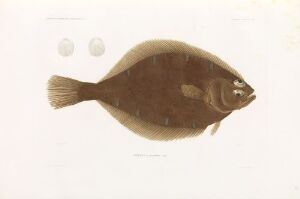  Hand-colored lithograph on paper titled "Citharus Platessoïdes" by artist Forget, depicting a side profile of a fish in earthy brown and beige tones against a light background, with two magnified scale details above the main image.