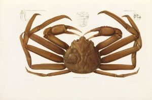  A scientific illustration by artist Forget, titled "Chionoecetes opilo," showcasing a detailed, hand-colored lithograph of a snow crab on paper, with the crab centered on the page, its detailed textures and natural brown hues meticulously rendered to present a lifelike and symmetrical dorsal view against an off-white background.