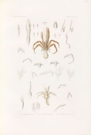  "Pagurus pubescens; Pagurus bernhardus; Pagurus bernhardus juvenis" - A hand-colored lithograph by C. Thornam featuring hermit crabs on cream-colored paper with detailed renderings of the species in various life stages, using a soft earth-toned palette with precise and delicate shading for naturalistic effect.