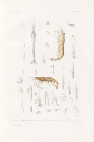  The lithograph 'Pasiphæa tarda; Pandalus borealis' by Thomas J. features scientific illustrations of two shrimp species. The upper shrimp is pale-colored, displaying fine details in a side profile, while the lower shrimp has more pronounced red and pink tones. Various anatomical parts of the creatures are also depicted in detail between the two main images, all set against an off-white background.