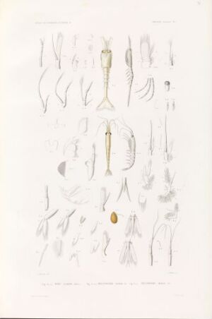  Hand-colored lithograph artwork by Thomas J. titled "Myto gaimardii; Thysanopoda inermis; Thysanopoda neglecta" featuring detailed illustrations of various parts of three crustacean species on a pale background with predominant colors of pale yellows, light to medium browns, and off-white, neatly arranged and meticulously detailed.