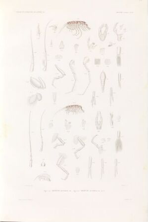  A hand-colored lithograph on paper by the artist Forget, titled "Amphitoe edwardsii; Amphitoe pulchella," displaying an array of finely detailed illustrations of marine amphipods in muted tones of brown, gray, and pale pink, arranged methodically across a soft white background.