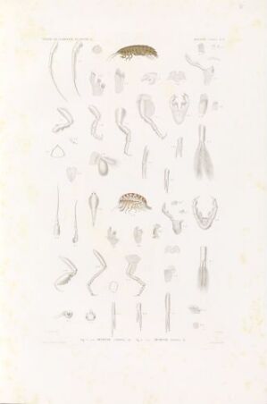  A scientific hand-colored lithograph on paper showing various detailed parts of amphipod crustaceans, titled "Amphitoe carinata; Amphitoe panopla" by the artist Forget, with naturalistic tones of creams, browns, whites, and grays arranged neatly on an off-white background.