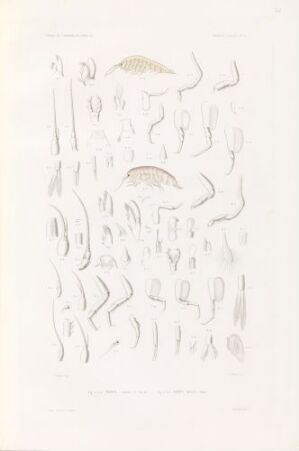  "Anonyx littoralis; Anonyx ampulle," a hand-colored lithograph on paper by Thomas J., featuring subtle yellow and brown marine creature-like forms surrounded by soft grey symbols and lines on an off-white background, invoking a sense of mystery and minimalistic beauty.