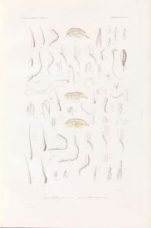  Hand-colored lithograph titled "Anonyx vaiilii; Anonyx gulosuo" by Thomas J, featuring a series of detailed scientific illustrations of marine or invertebrate animals in neutral tones with subtle color details on an off-white background.