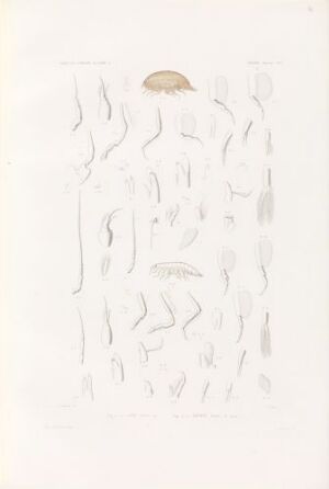  Hand-colored lithograph titled "Opis typica; Anonyx nanus" by Thomas J., featuring scientific illustrations of marine life, with one larger beige colored crustacean-like creature at the top and several smaller ones arrayed vertically below, all on a white background.