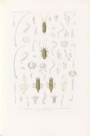  A hand-colored lithograph by Schmelx, featuring detailed drawings of insect-like creatures entitled "Henopomus muticus; Henopomus tricoris; Anceus elongatus; Tanais curculio," with the creatures portrayed in shades of yellow, green, brown, and black against a creamy white background.