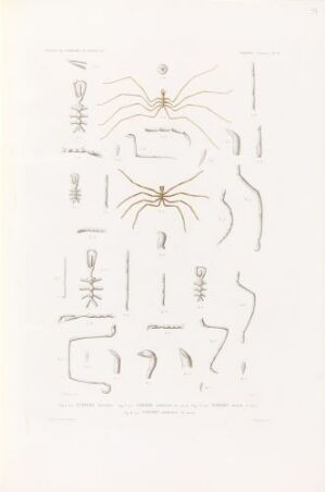  A lithograph by artist Visto titled "Nymphon grossipes; Nymphon longitarse; Nymphon hirtum; Nymphon brevitarse," showcasing detailed, hand-colored illustrations of sea spider anatomy against a pale cream paper background. The central image is a full-bodied sea spider surrounded by various labeled appendages in soft brown to sepia tones.