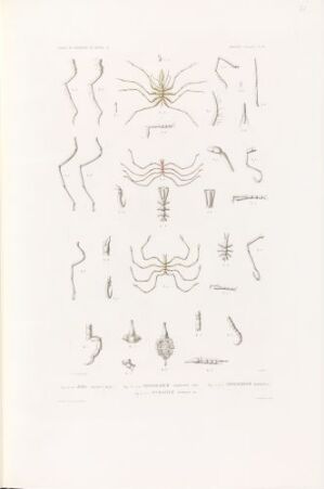  "Hand-colored lithograph on paper by Guiard featuring scientific illustrations of marine creatures or their parts titled 'Zetes hispidus; Phoxichilidium femoratum; Phoxichilidium petiolatum,' with precise line work and subtle coloring on a light background, demonstrating detailed anatomical studies for scientific research."