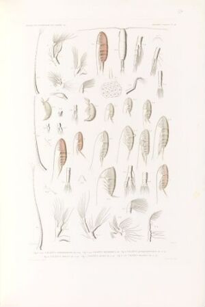  Hand-colored lithograph by Forget depicting several species of Calanus planktonic crustaceans with detailed anatomical illustrations in shades of pink, brown, orange, and gray against an off-white background.