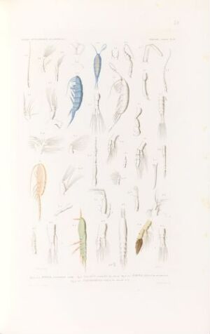  Hand-colored lithograph by Forget, featuring detailed scientific illustrations of marine organisms such as Pontia patteronii, Calanus caudatus, Ifionyx typicus, and Thaumatoessa typica on an off-white background. The colors are subtle and natural, conveying a sense of the organisms' real-life appearances.