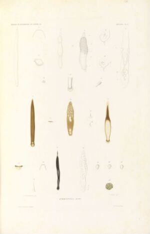  Hand-colored lithograph on paper titled "Aporocephala blainv." by Thomas J., depicting eight detailed scientific illustrations of biological specimens in shades of dark brown, tan, golden yellow, and olive green on a soft, off-white background.