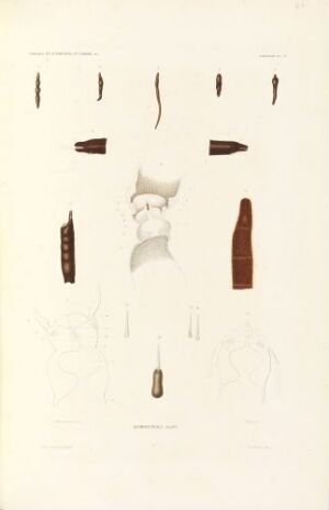  "Aporocephala blainv." by Martin, a hand-colored lithograph on paper, featuring a series of detailed anatomical illustrations arranged vertically, with earthy tones of brown, gray, and tan on a warm beige background.