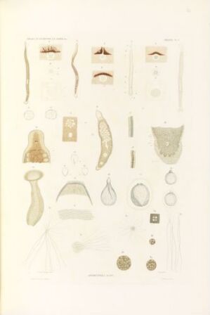  Hand-colored lithograph on paper titled "Aporocephala blainv." by Guyard, featuring a muted palette of beige, light brown, pale yellow, and gray depicting various biological specimens in a detailed grid arrangement with a vintage scientific look.