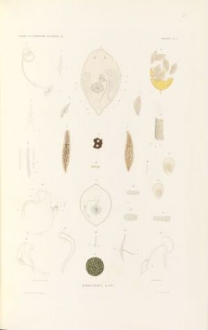  A hand-colored lithograph on paper featuring a central elongated figure shaded in yellows and browns, surrounded by various detailed monochromatic illustrations of biological specimens with labels, created by artist Annedouche and titled "Aporocephala blainv."