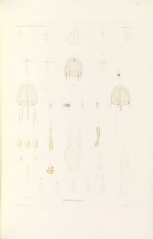  A hand-colored lithograph on paper titled "Anthozoa ehrenb." by Forget, featuring detailed scientific illustrations of various Anthozoa species in subtle pastel tones arranged in rows on a pale background.