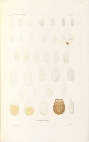  "Polygastrica Ehrenb." by Guyard, a fine art piece featuring a series of pale, oval shapes on a light background, with a hand-colored lithography technique, depicting various stages or types of microscopic organisms, culminating in a detailed yellow-brown illustration at the bottom right.