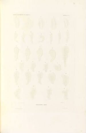  Hand-colored lithograph on paper titled "Polygastrica ehrenb." by Thomas J., featuring a series of faintly colored, microscopic organism illustrations in a grid layout on a pale background, with subtle shades of yellow and green.