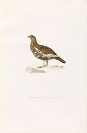  "Svalbardrype" by Annedouche, a hand-colored lithograph on paper depicting a Svalbard ptarmigan with a detailed, naturalistic portrayal of its brown and white speckled plumage, standing in profile against a stark white background.