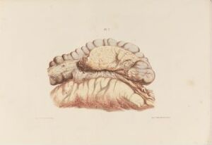  "Tykktarm, hjertekammer og litt av oment," a hand-colored lithograph by an unknown artist, showcasing meticulous detail of human internal organs in natural tones of brown and red against a soft cream background.