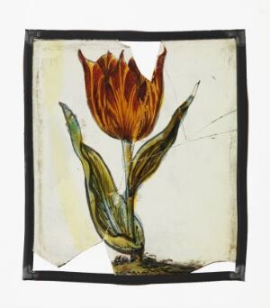  An artistic representation of a tulip with vibrant orange and yellow petals, surrounded by two green leaves, set against an off-white background and framed by thick black brushstrokes.