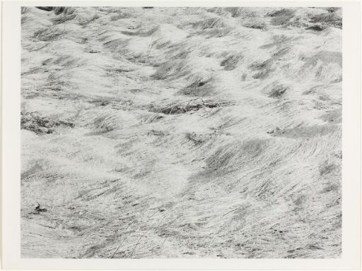 Frosted Grass