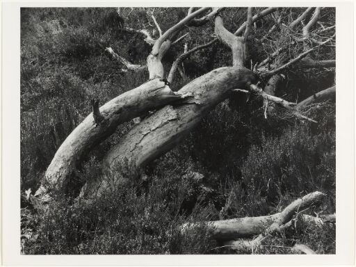 Trestammer, Glen Affric, Skottland, 1977