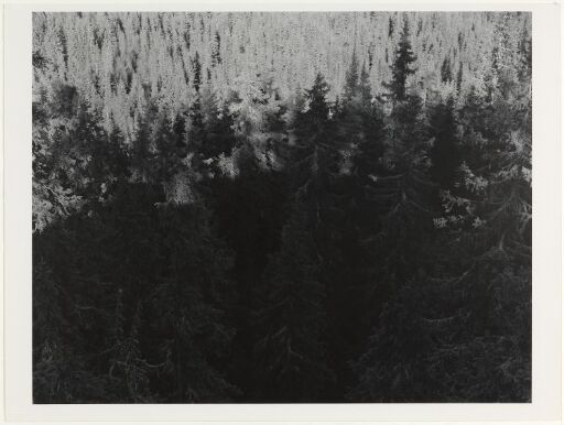 Skog, Eggedal, 1981