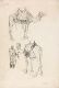 Studies Dromedaries